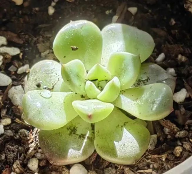澳门六合彩高手