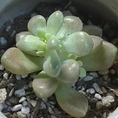 澳门六合彩高手