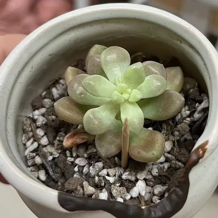 澳门六合彩高手