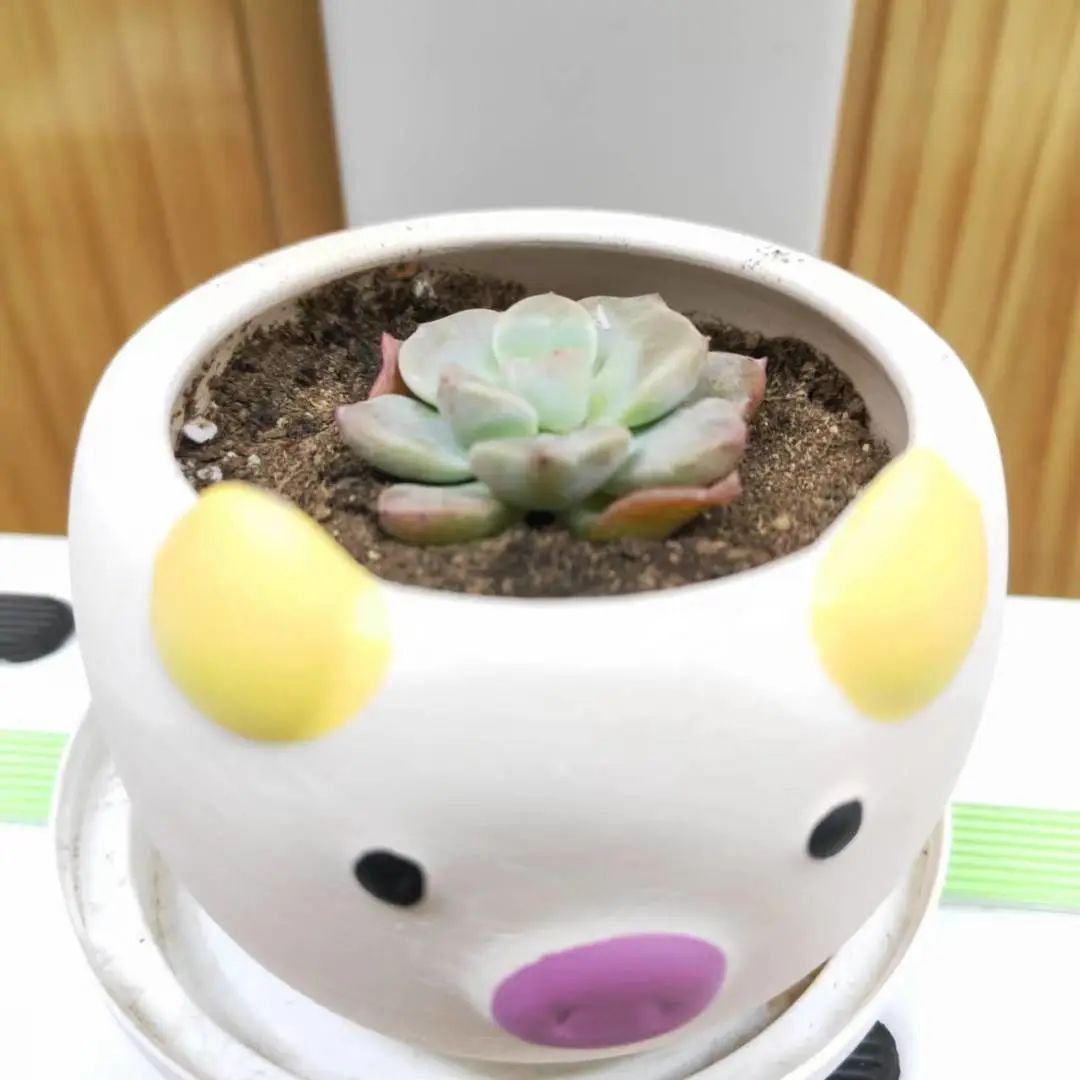 澳门六合彩高手