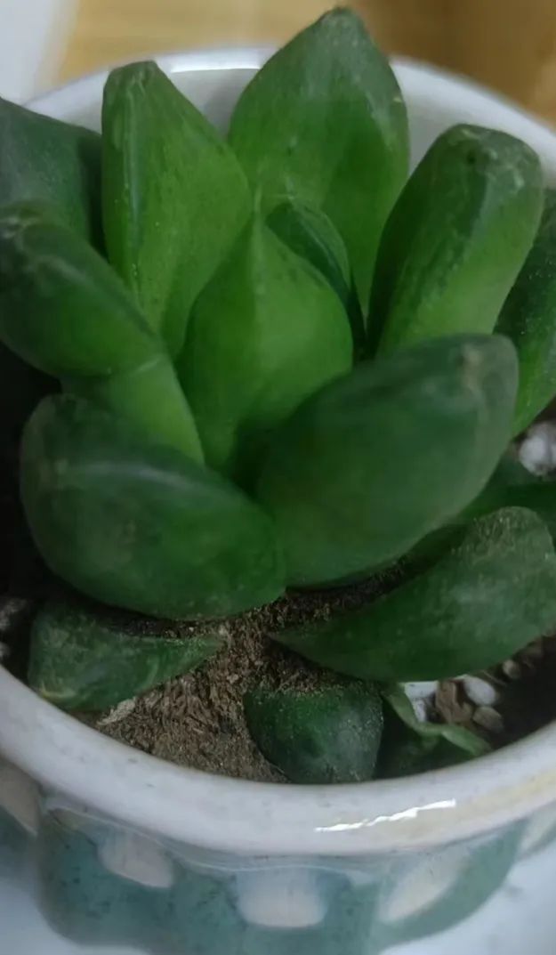 澳门六合彩高手