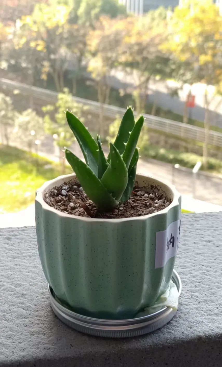 澳门六合彩高手